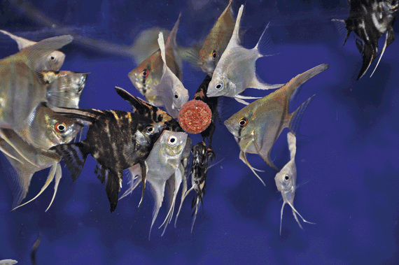 FishScience